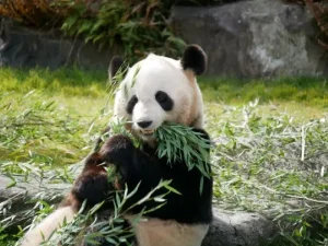 お昼ご飯に笹を食べるジャイアントパンダ