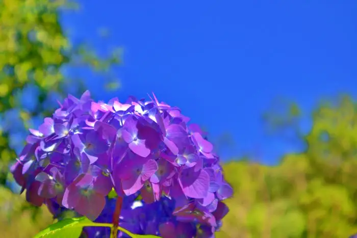 恋し野の里あじさい園に咲く紫色の紫陽花の花