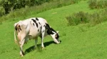 牧草を食べる放牧された牛
