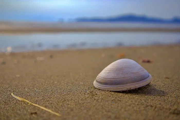 砂浜に置かれた白い貝殻