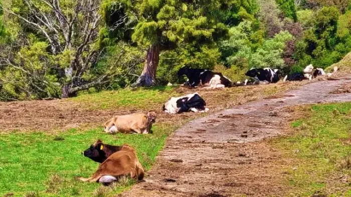園内の通路沿いに寝そべる牛たち