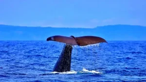 海へもぐる鯨のシッポ