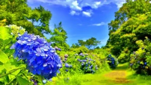 青空と青い紫陽花の花