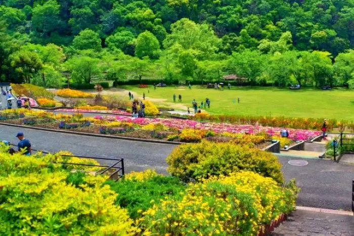 季節の花が咲く和歌山県植物公園緑花センターのパノラマ花壇