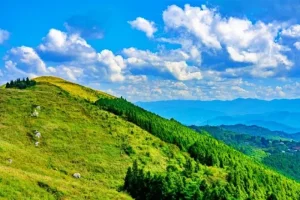 夏の緑が美しい山の風景