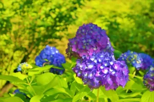 夕日に照らされた紫色の紫陽花