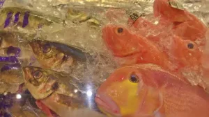 冷蔵庫に並べられた新鮮な魚