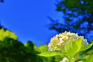 梅雨の晴れ間の青空に映える白い花びら