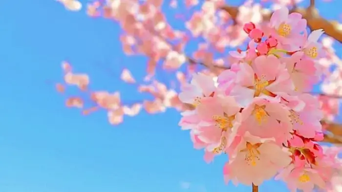 快晴の青空と桜の花