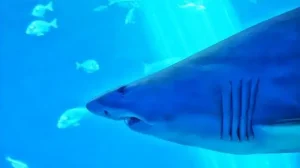 水族館の迫力あるサメ