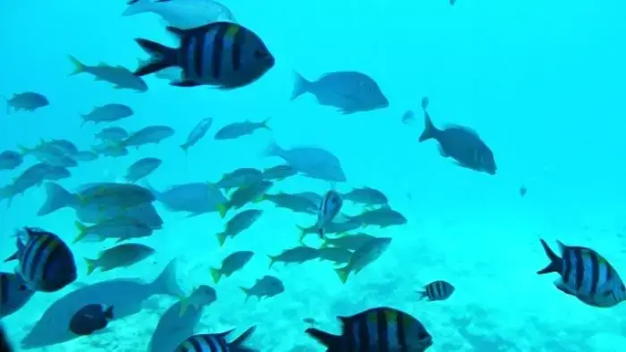 南紀白浜の海を泳ぐ多種多様な魚たち