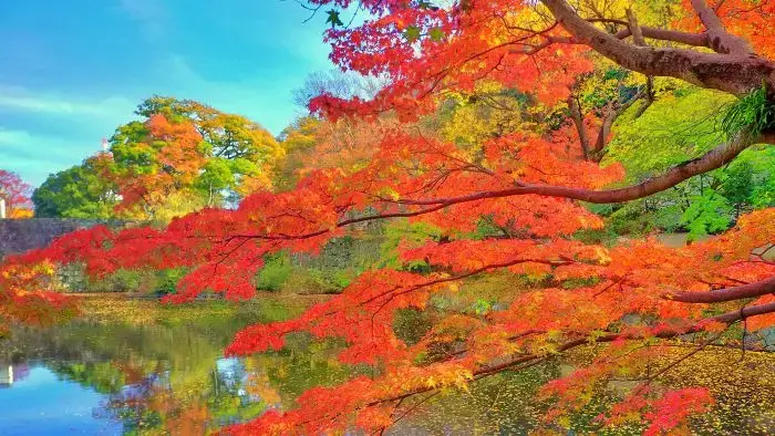 真っ赤なもみじが美しい観光名所「紅葉渓庭園」