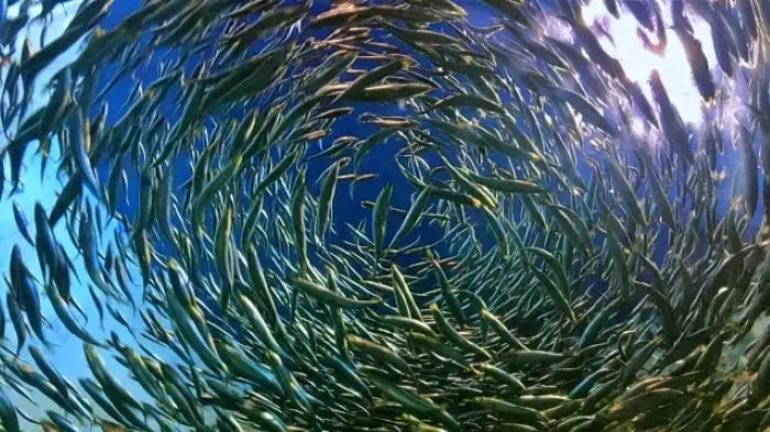 群れる魚たち