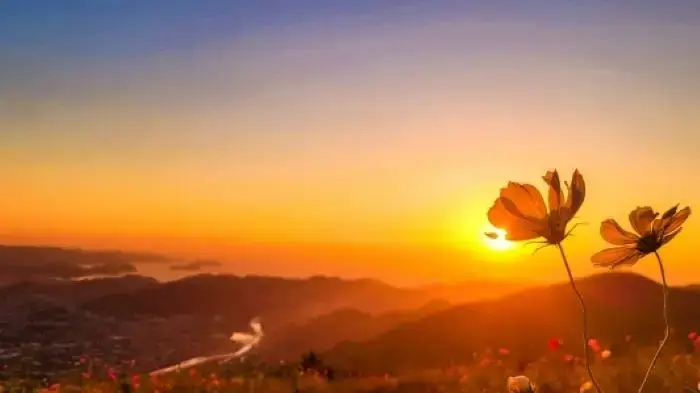 山頂から見おろす夕日と秋桜