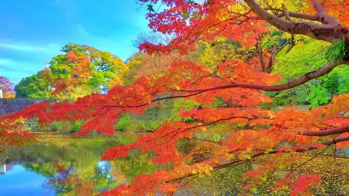 池に映りこむ紅葉