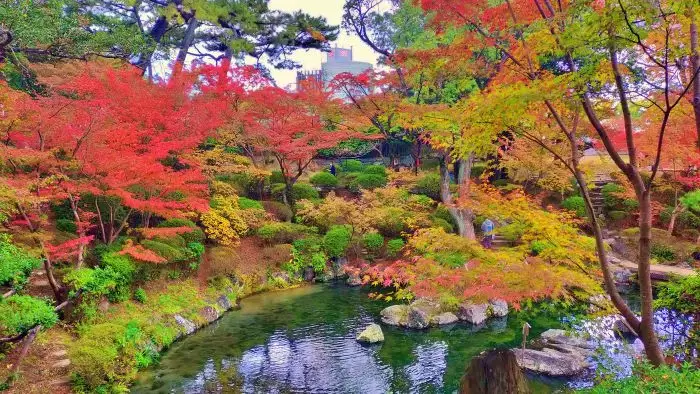 日本庭園が赤く染まる秋の風景