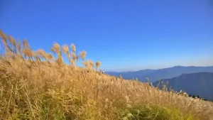 青空を背景にしたススキの草原
