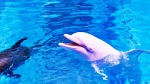 アルビノ個体の白イルカ