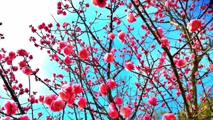 見上げた青空とピンクの梅の花
