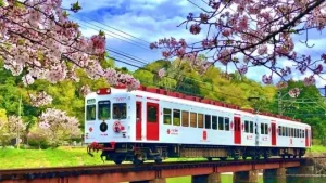 満開の桜の下を走る観光電車