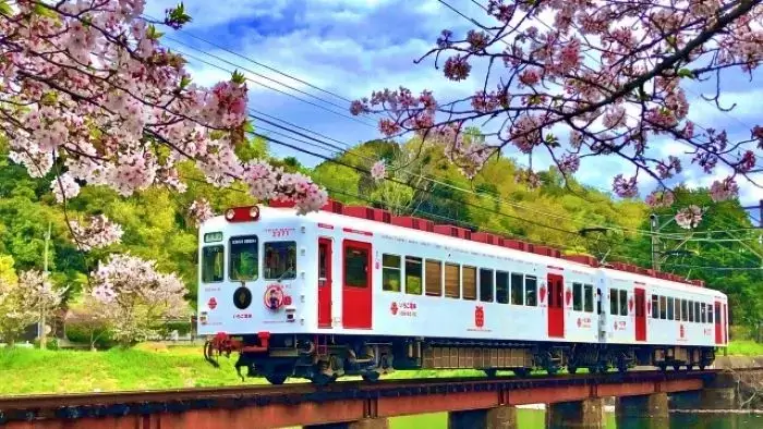 満開の桜の下を走るいちご電車