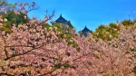 満開の桜と和歌山城天守閣