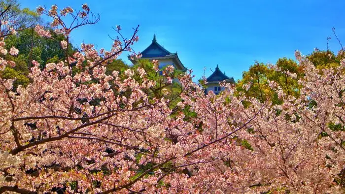 満開の桜と和歌山城天守閣