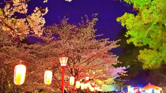 ライトアップされた和歌山城の夜桜