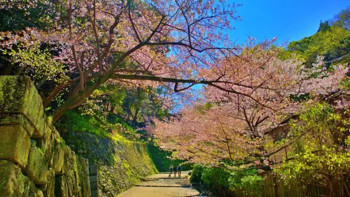和歌山城の裏坂に咲くソメイヨシノ
