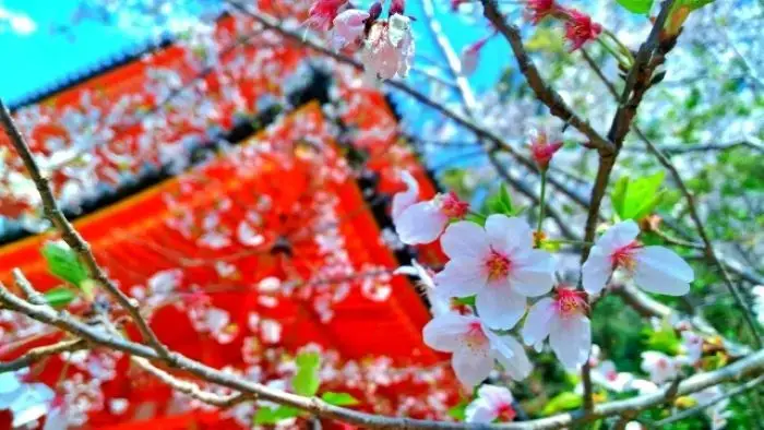 紀三井寺の朱色の多宝塔と桜の花