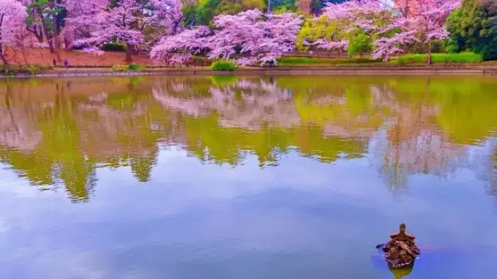 池にたたずむ亀と対岸の桜並木