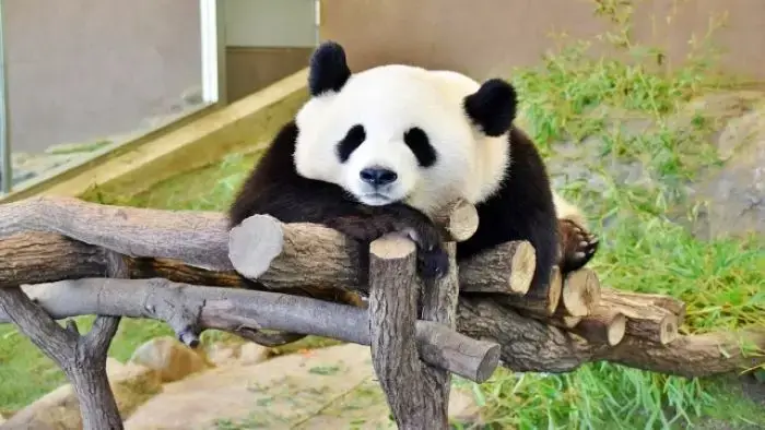 昼寝をするアドベンチャーワールドのパンダ