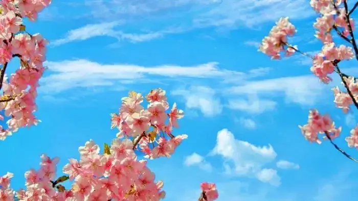 満開の桜と青空が美しい春の風景