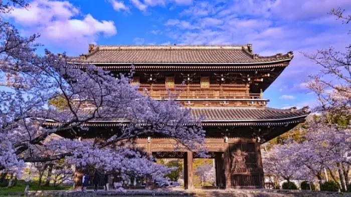 満開の桜と根来寺の重要文化財「大門」