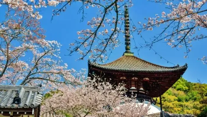 満開の桜と根来寺の国宝「大塔」