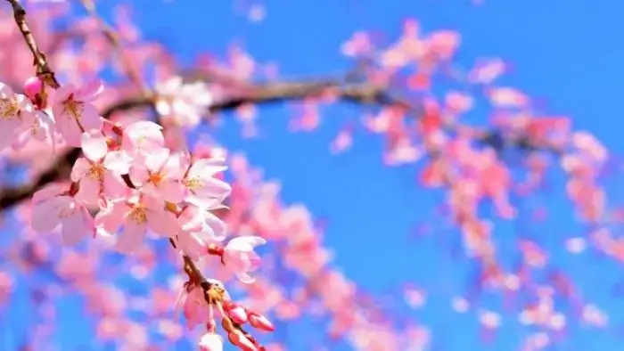春のお花見スポット「平草原公園」で楽しめる満開の桜