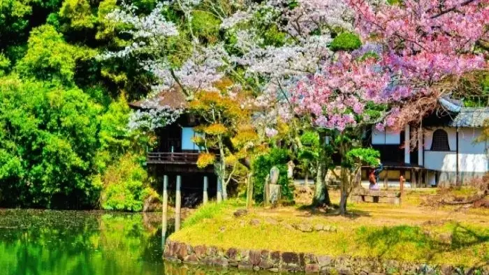 ほとりに咲く桜が美しい春の根来寺の池