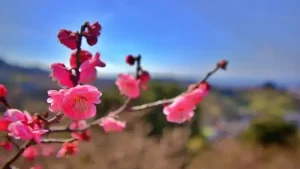 南部梅林に咲くピンクの梅の花