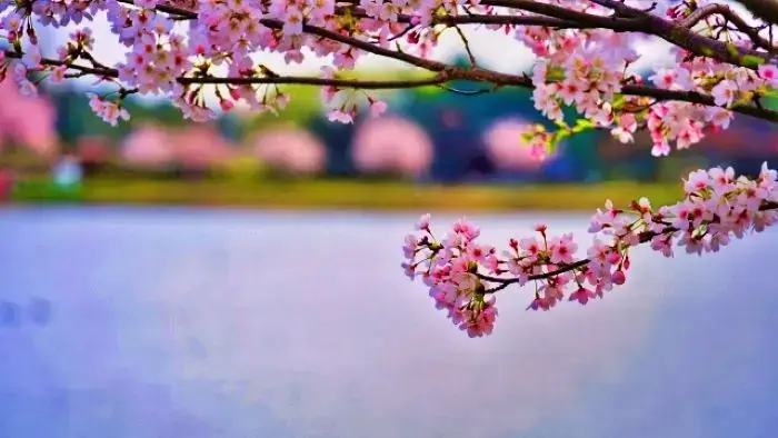 亀池公園のまわりに立つ満開の桜並木
