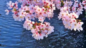 亀池公園の水面に桜が映える春の風景