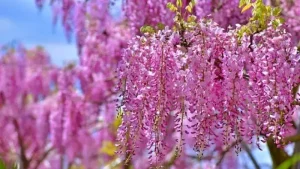 日本一長い藤棚ロードが色づく春の風景