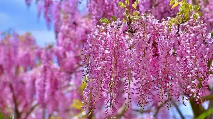 日本一長い藤棚ロードが色づく春の風景