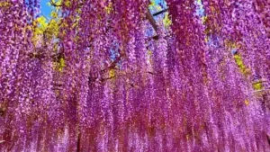藤棚が色づく子安地蔵寺の春の風景