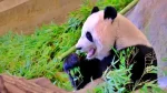 笹を食べるアドベンチャーワールドのパンダ