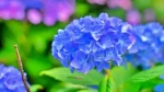 仁平寺あじさい園に咲く青い紫陽花
