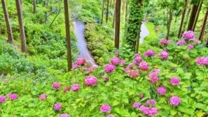 山一面に咲くあじさい曼荼羅園の紫陽花