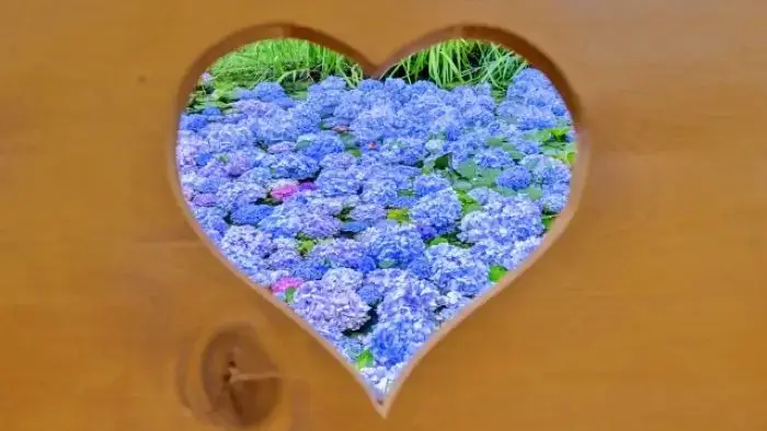 あじさい曼荼羅園のハートのベンチからのぞく紫陽花