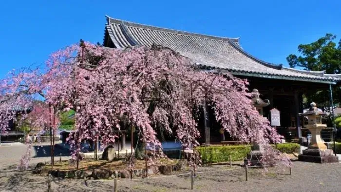 道成寺の境内に咲く桜