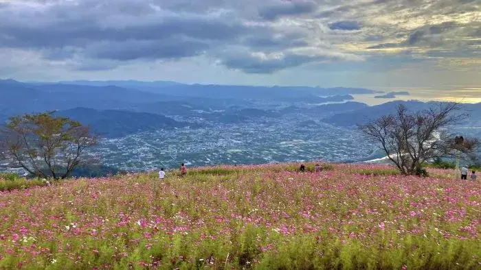 鷲ヶ峰コスモスパークの現在の開花状況（2024年10月16日時点）