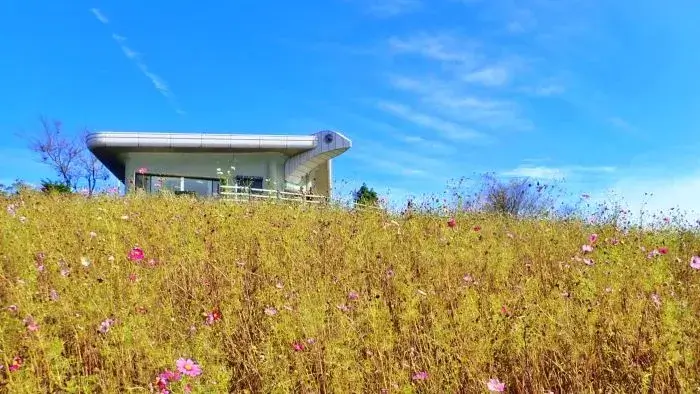 鷲ヶ峰コスモスパークの現在の開花状況（2024年10月25日時点）